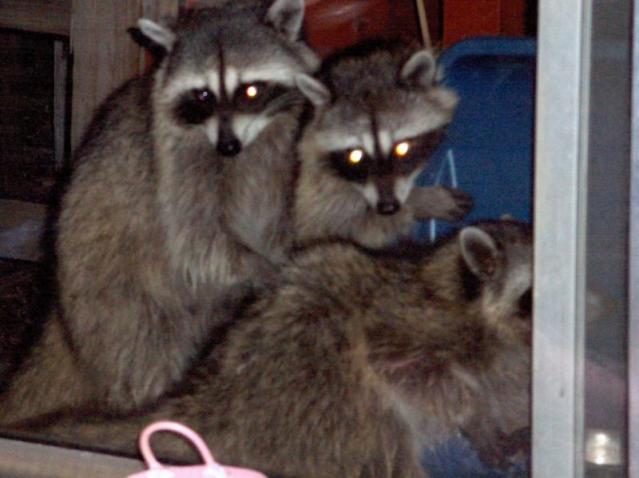 The 'Coons