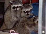 The 'Coons