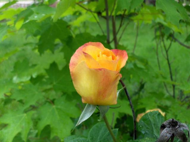 Yellow Rose