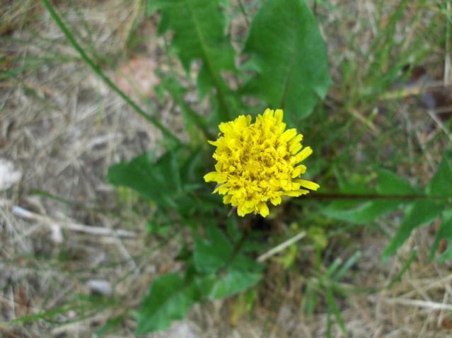 Name That Flower!