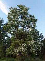Flowering Catalpa Tree