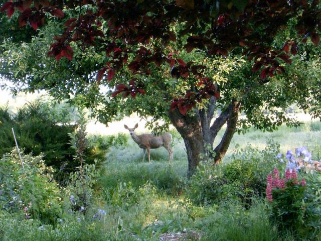 A Backyard Shot
