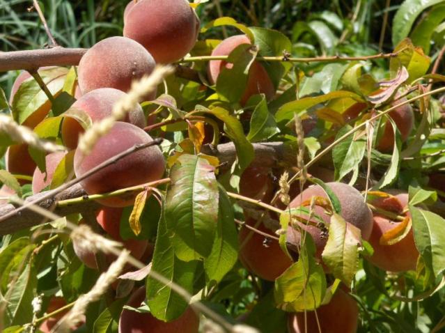 Peachy Keen!