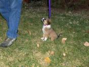 FrugalPup
