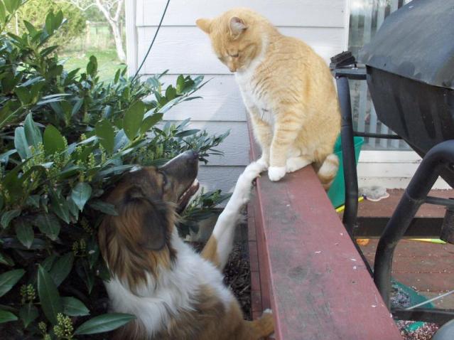 Frugaldog makes a friend
