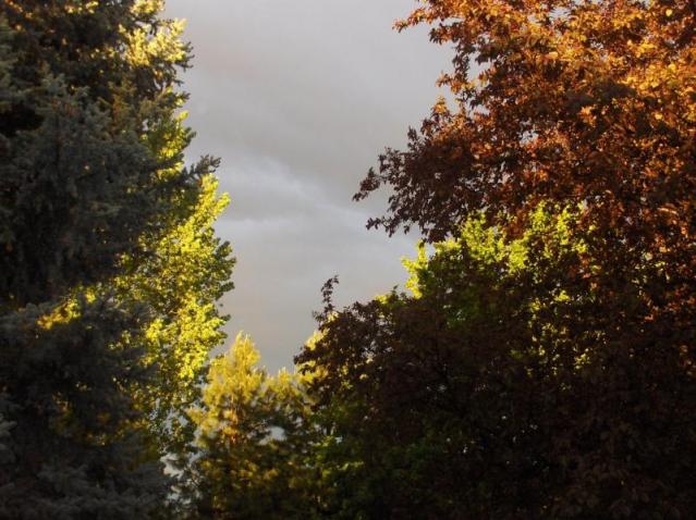 Treescape