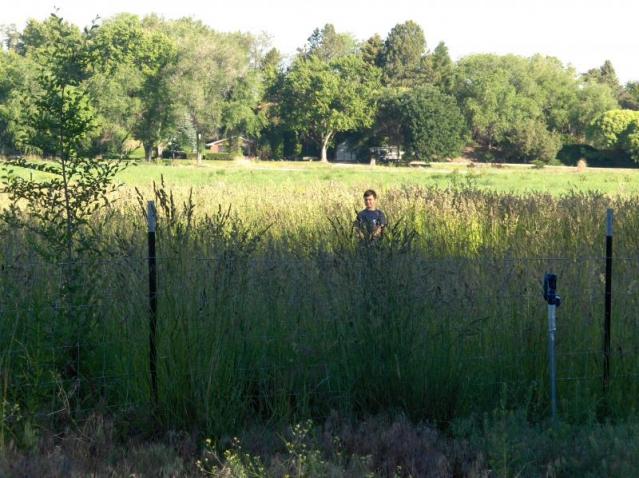 Pasture 2008