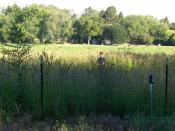 Pasture 2008